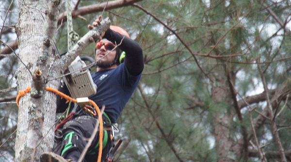 Tree Removal in Canton GA