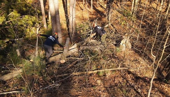 Methods Of Tree Removal